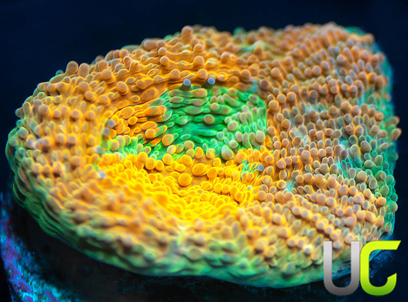 NEW RELEASE: UC Liger Acan Rotundaflora