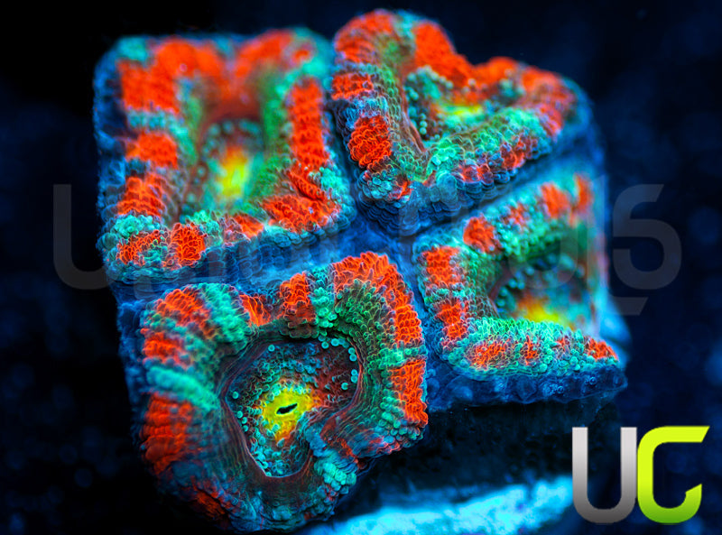 UC Yin Yang Micro Amakusensis