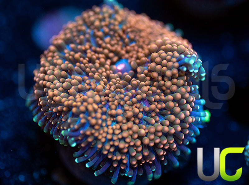 Purple Blue Base Orange Florida Ricordea