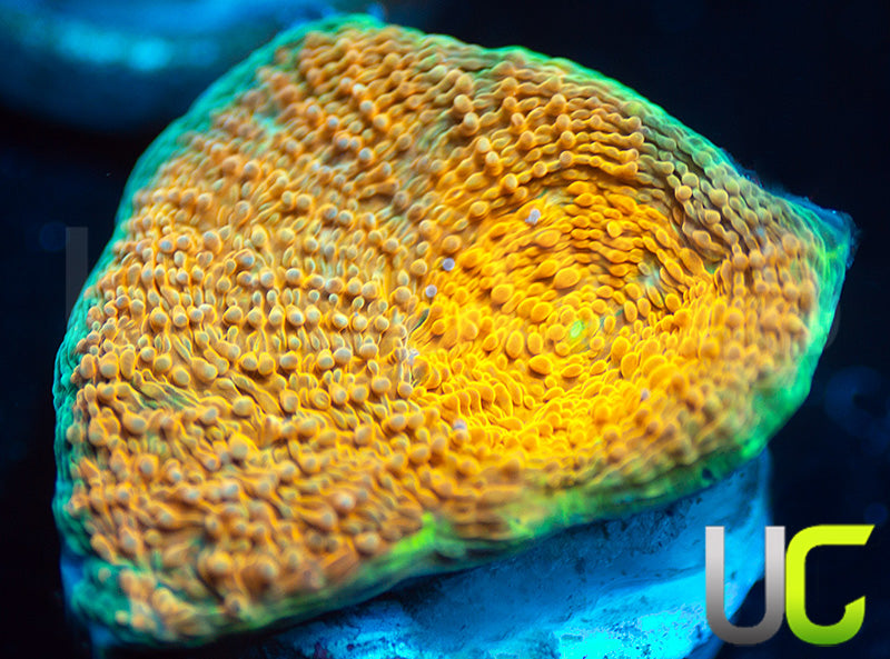 NEW RELEASE: UC Liger Acan Rotundaflora