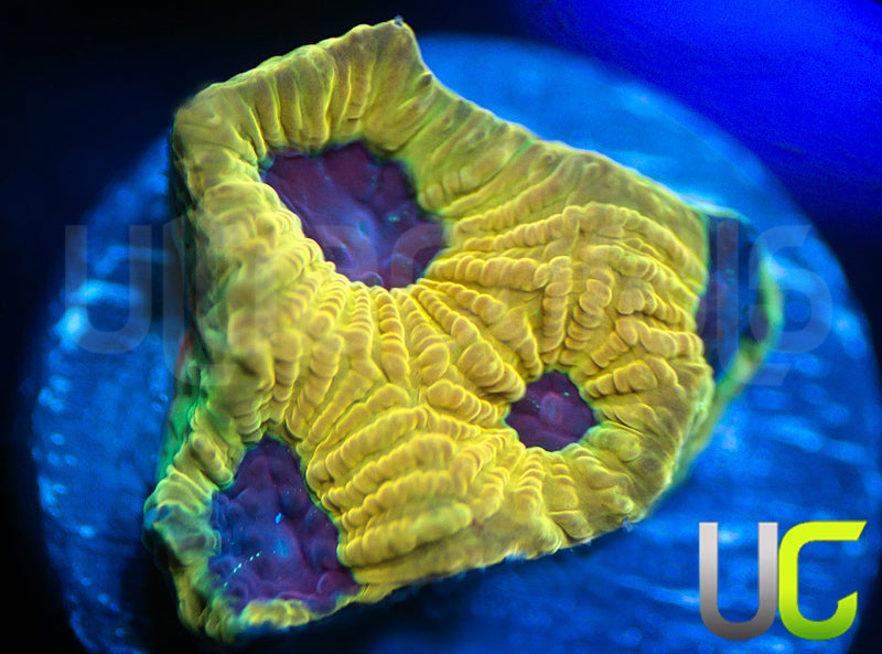 UC Mamba Jamba Favites