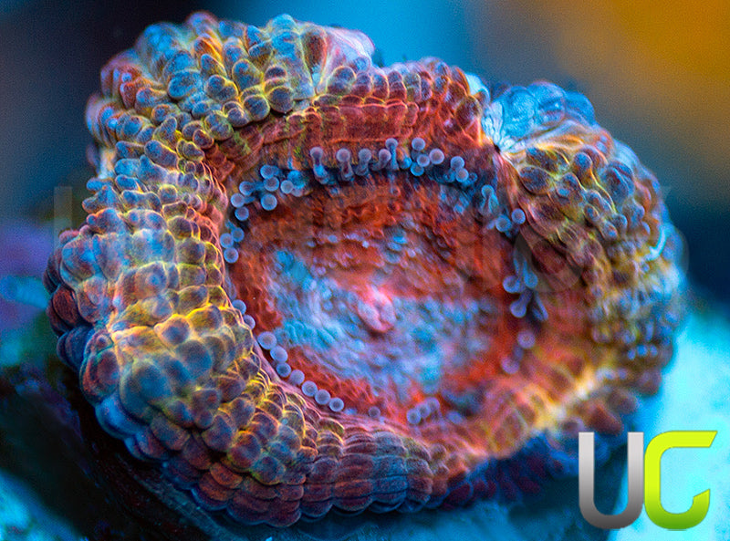 CC Thai Sunset Micro Lord