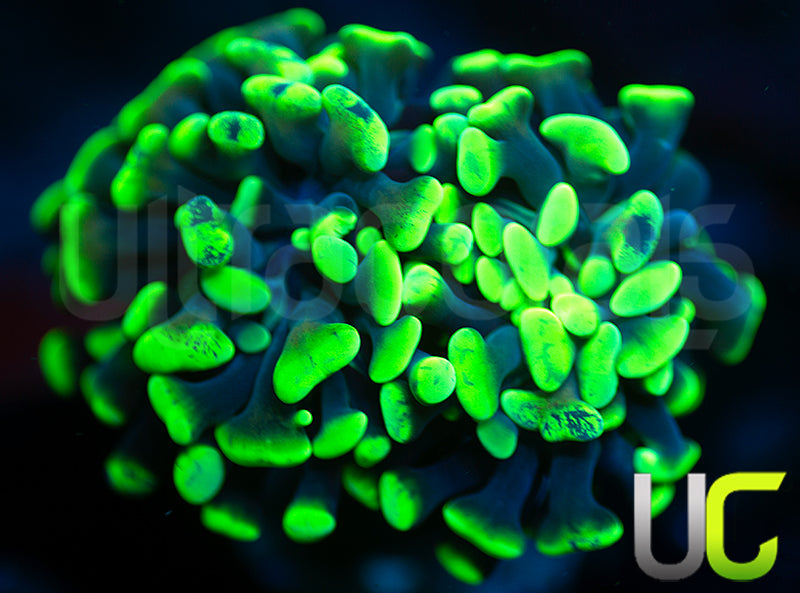 UC Golden Splatter Hammer