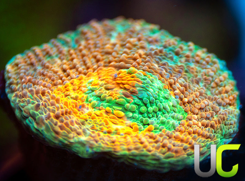 NEW RELEASE: UC Liger Acan Rotundaflora