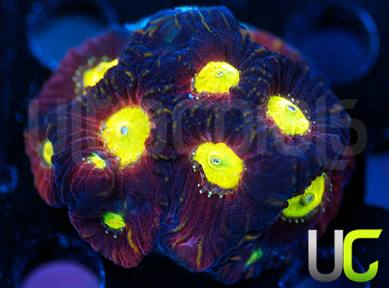 RR Brimstone Favites