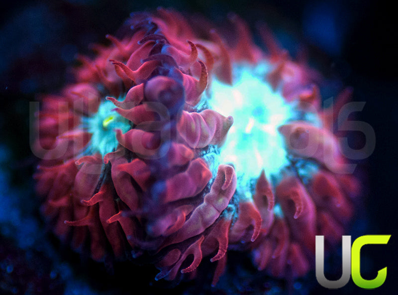 UC Azure Sky Blastos