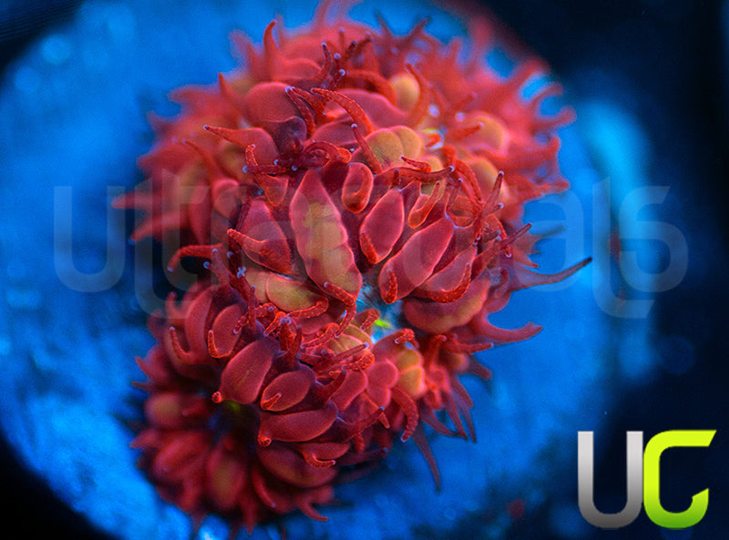 UC Blue Raven Blastos