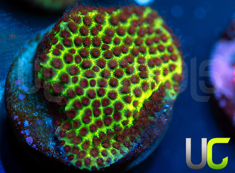 UC The Grinch Porites