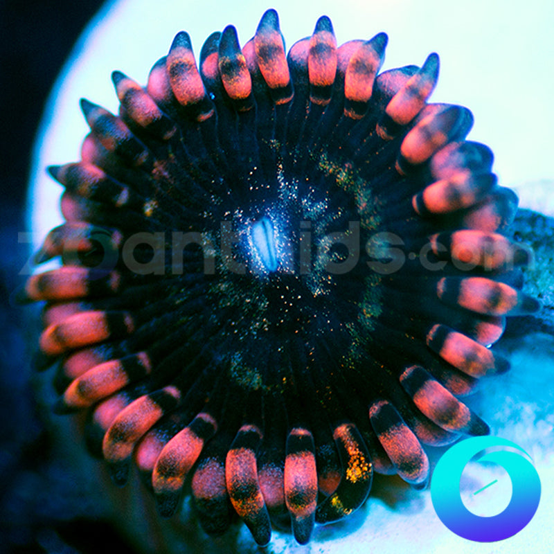 Plutos Passion Zoanthids