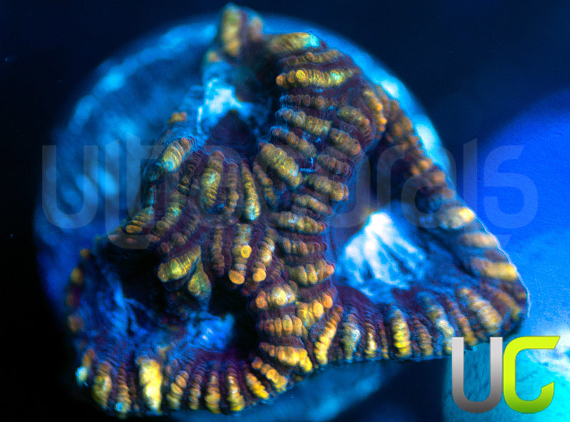 UC Blue Leopard Favia