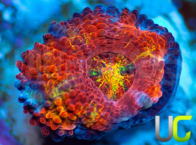 UC Bourbon Street Micro Lord