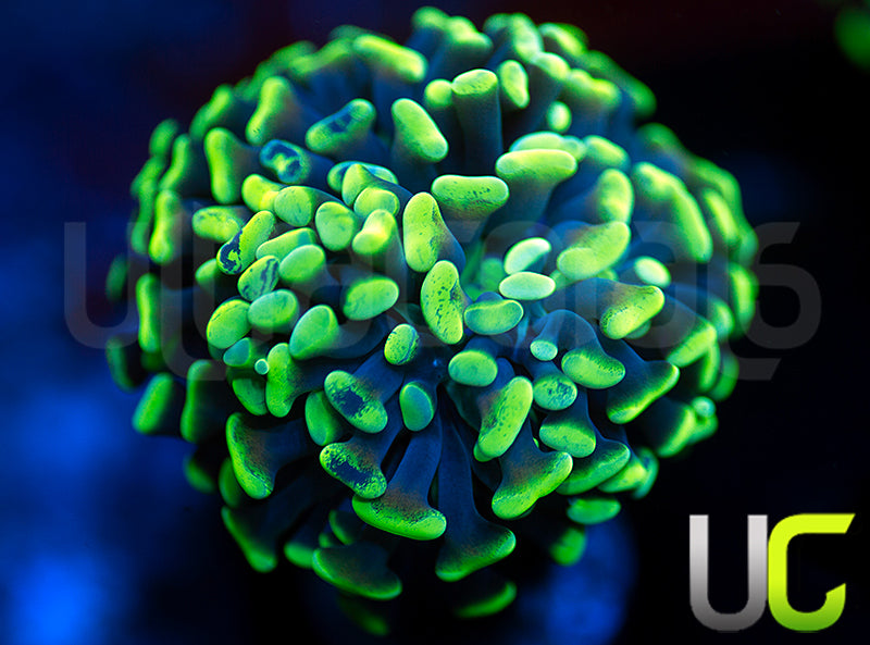 UC Golden Splatter Hammer