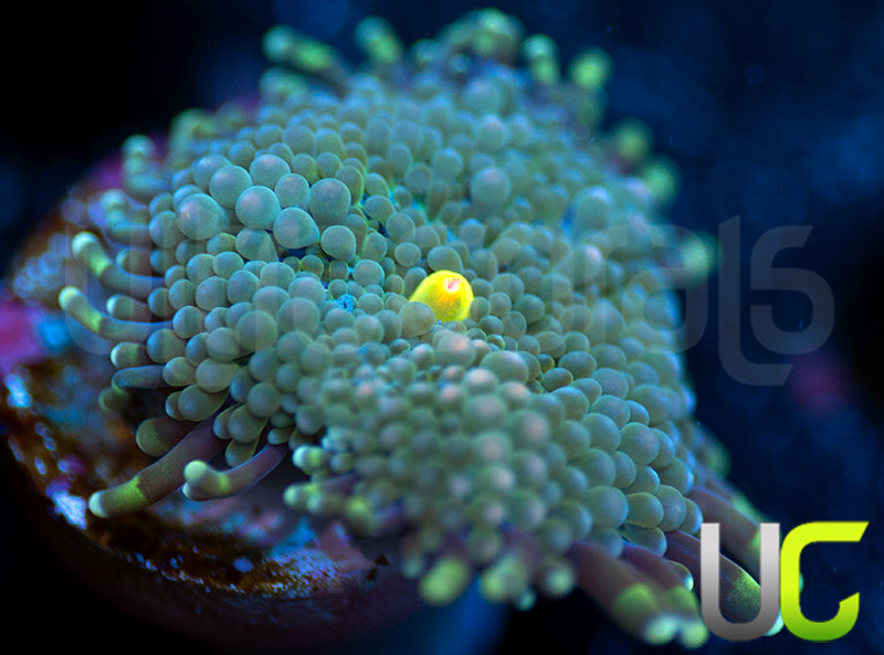 Aqua Blue Florida Ricordea