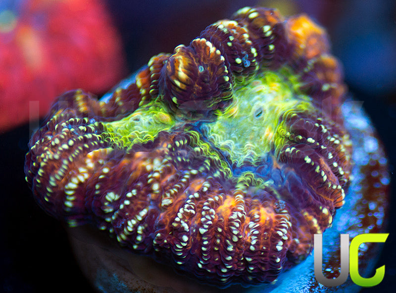 JA Gambit Unknown Species