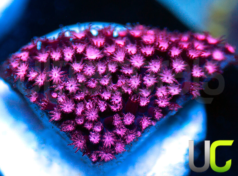 JF Jose Casas Pink Polyp Stylo