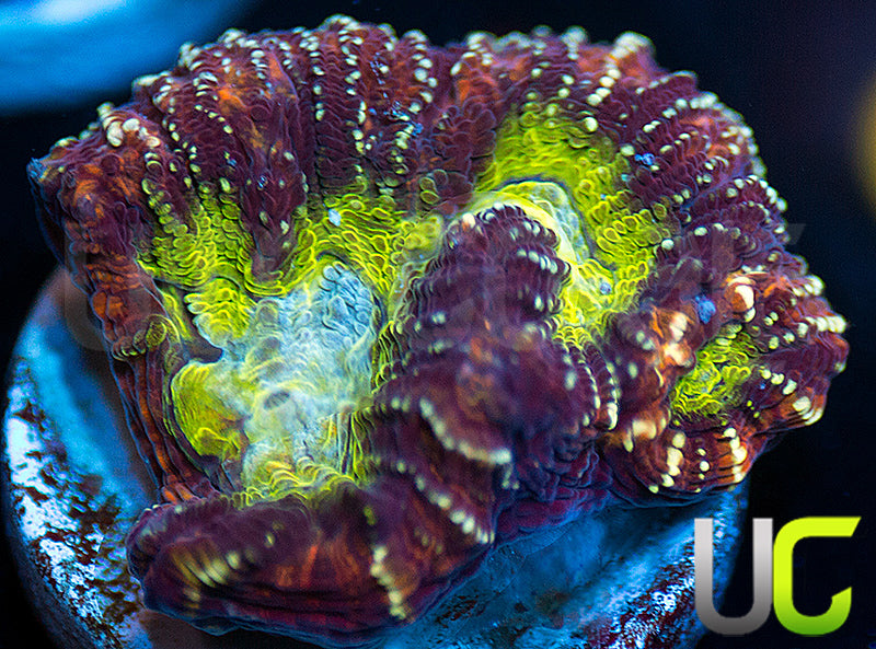 JA Gambit Unknown Species