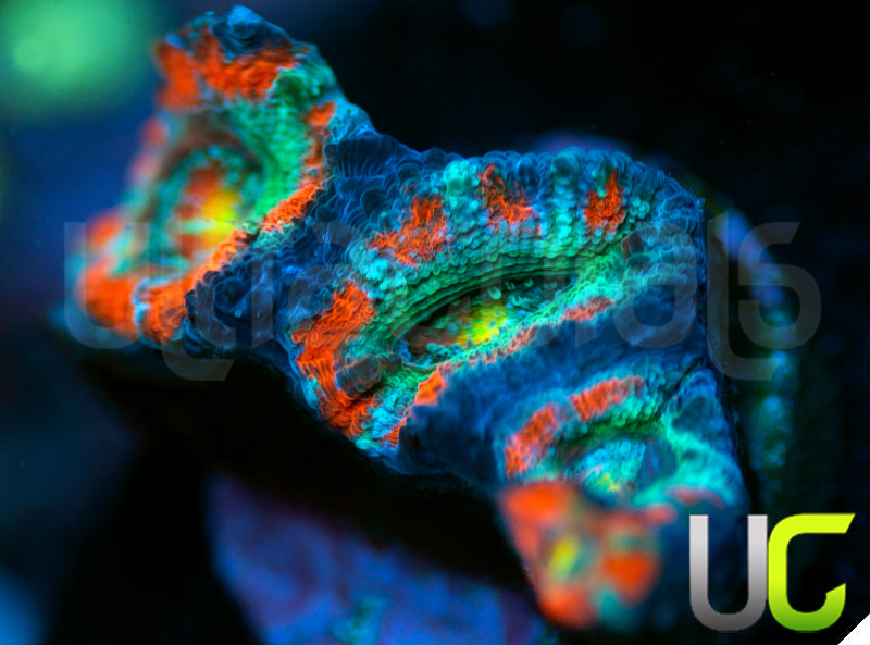 UC Yin Yang Micro Lord