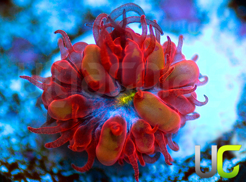 UC Blue Raven Blasto