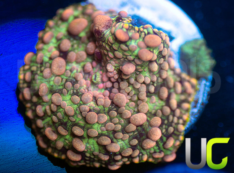 UC Mrs Pac Man Bouncing Discosoma Mushroom