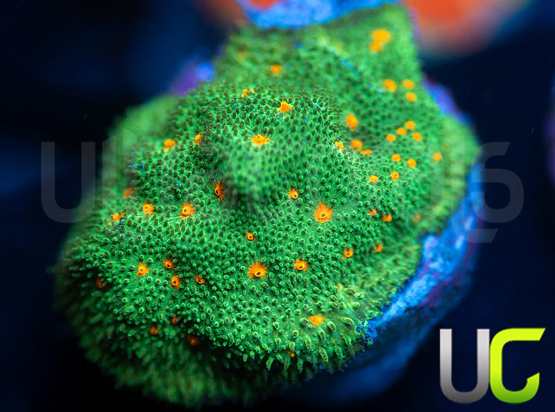 CC Smashing Pumpkins Psammocora