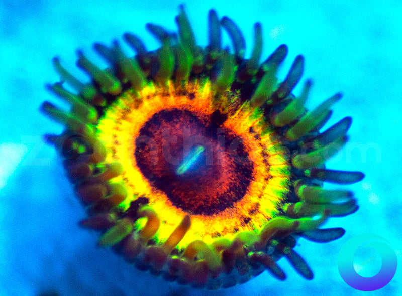 Little Shop of Horror