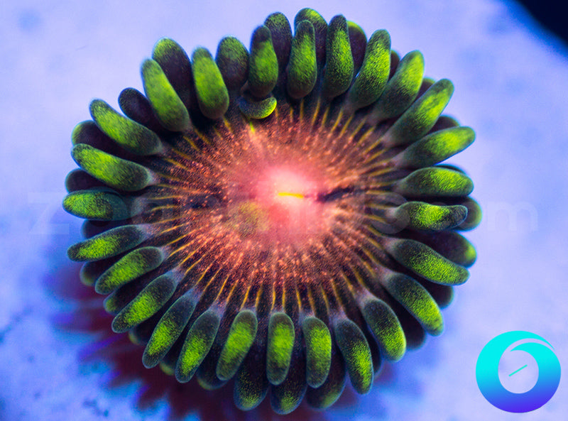 NEW RELEASE: Sneaky Pinks