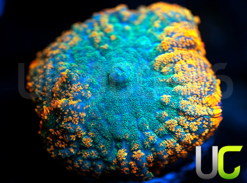 UC Frequency Mushroom