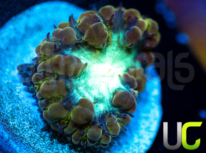 New Release: UC Yellow Belly Blasto