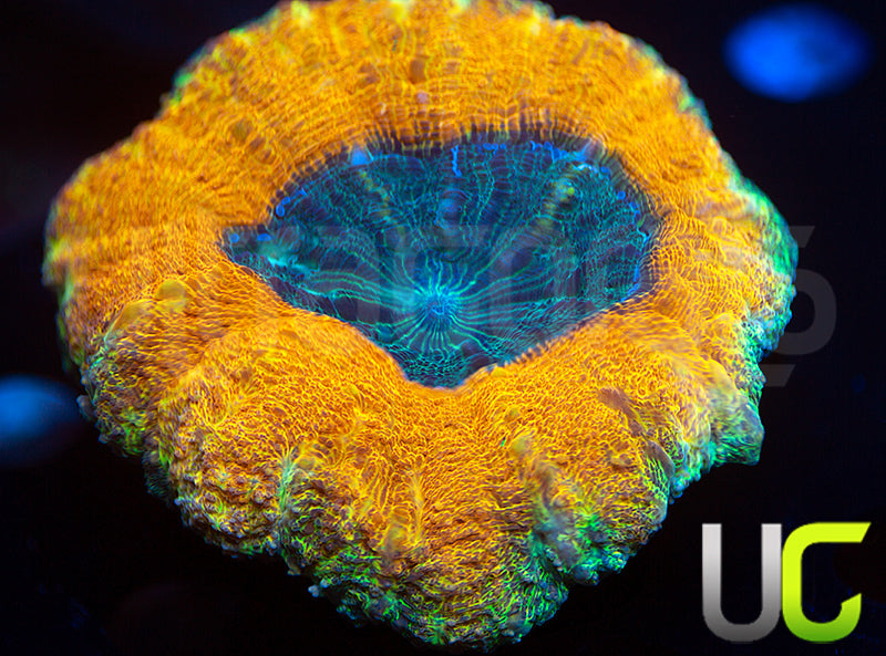 UC Bleeding Spectrum Lobo