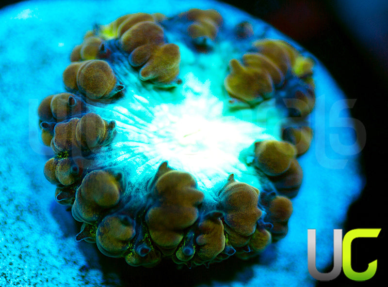 New Release: UC Yellow Belly Blasto