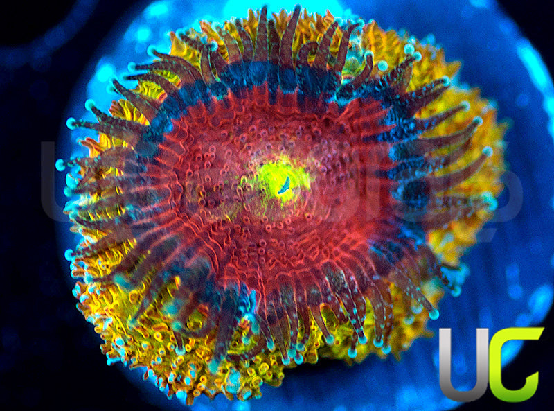 UC Sunfire Micro Amakusensis