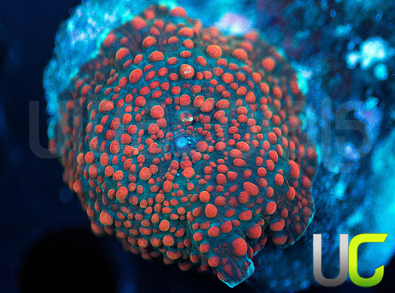 UC Battlestar Mushroom