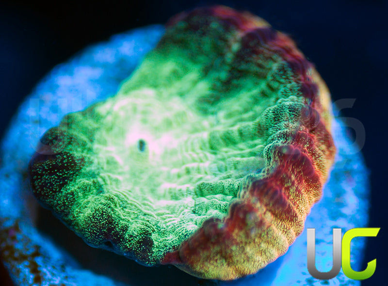 JF Psycho Rainbow Rim Favia