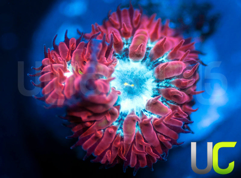 UC Azure Sky Blastos