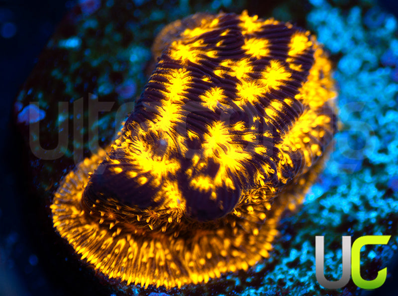 UC Blinding Lights Lepto