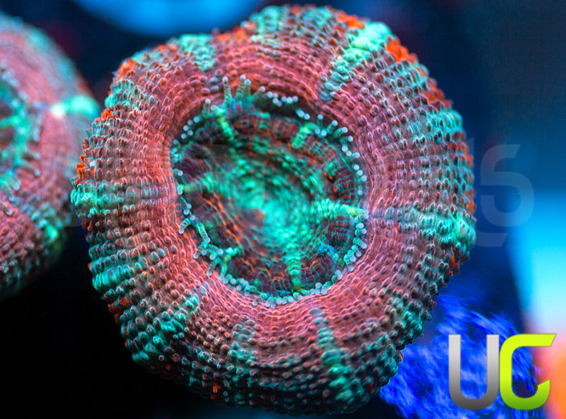 UC Big Top Micro Lord