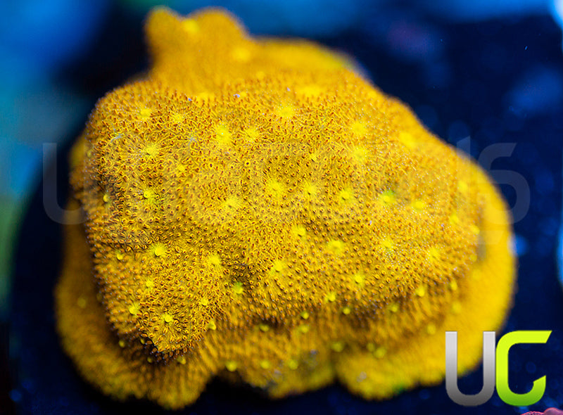 Yellow Yutz Psammocora