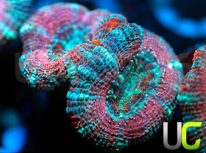 UC Big Top Micro Lord