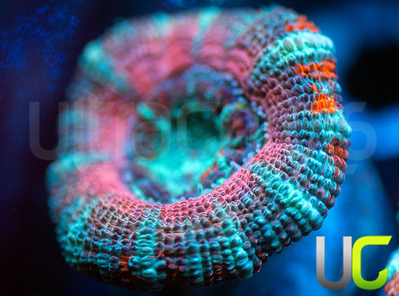 UC Big Top Micro Lord