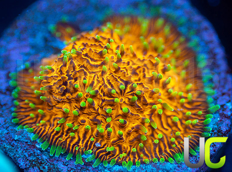 UC Fuzzy Navel Litho