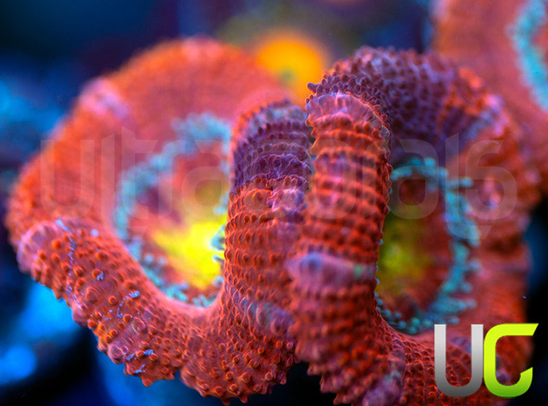 UC Pink Flamingo Micro Lord