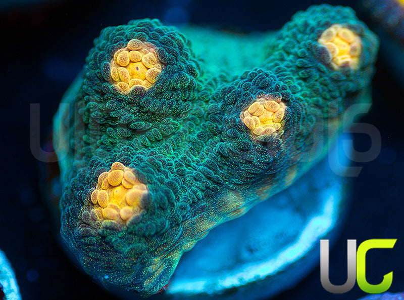 NEW RELEASE: UC Empire Chalice