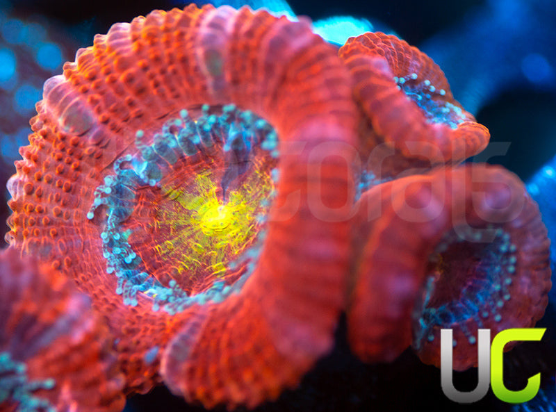 UC Pink Flamingo Micro Lord