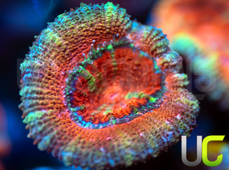 UC Dreamboat Micro Lord