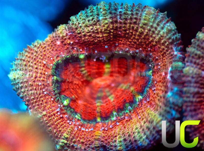 UC Dreamboat Micro Lord