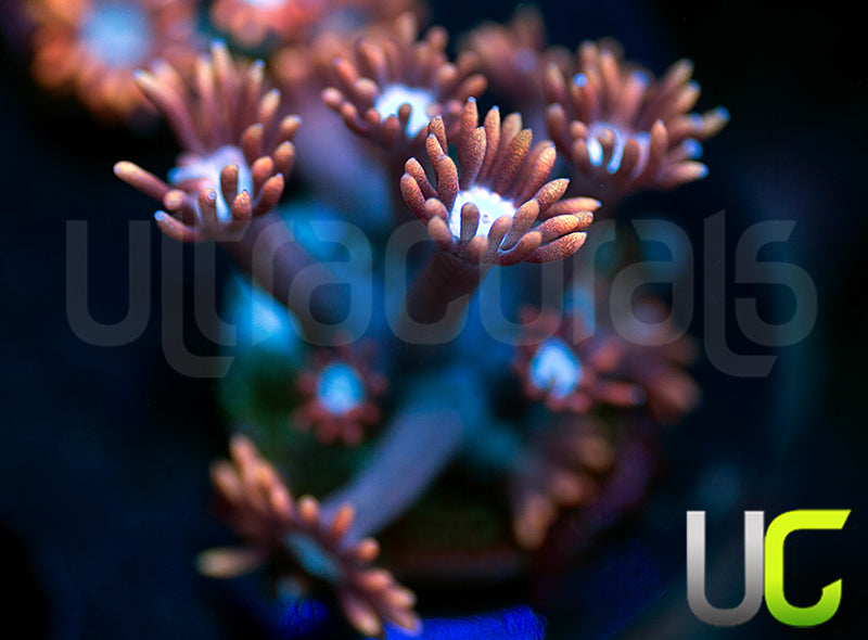 UC Dubble Bubble Goni