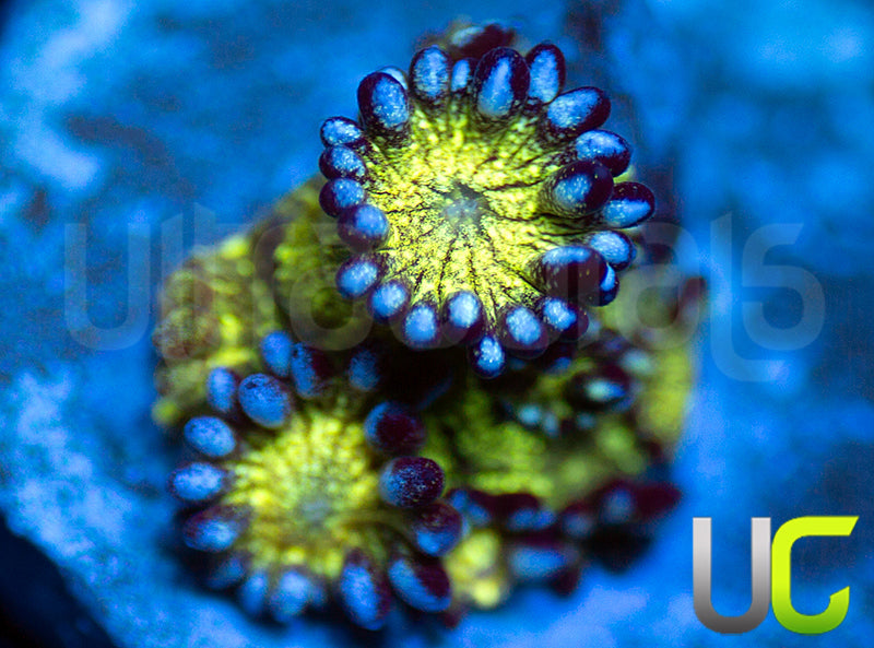 New Release: UC Blue Lightning Glitter Goni