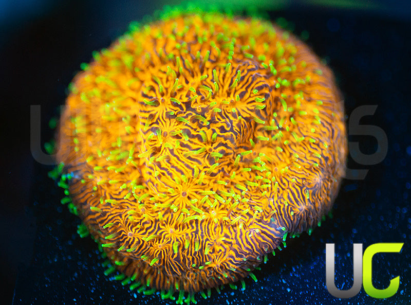 UC Fuzzy Navel Litho