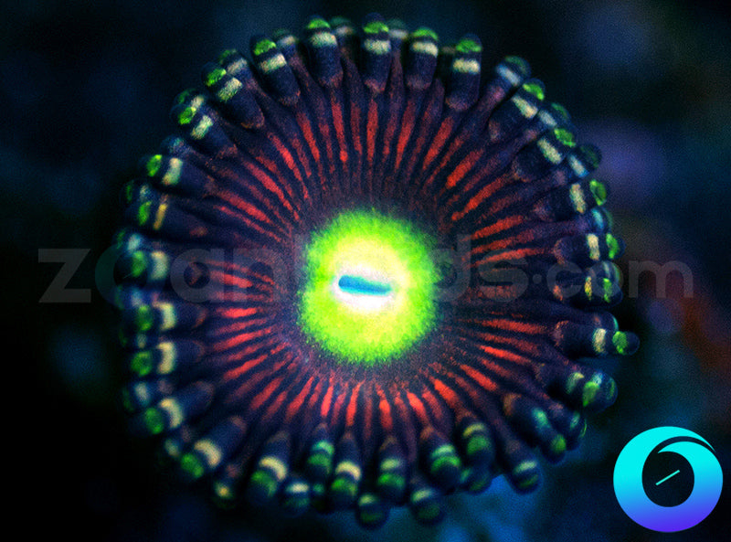 Deep Spectrum
