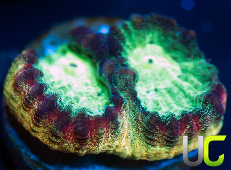 JF Psycho Rainbow Rim Favia